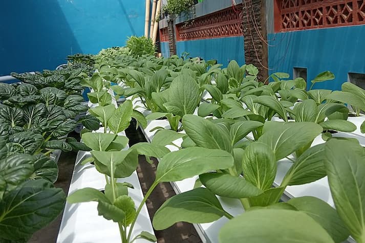 Jenis Tanaman Penutup Tanah